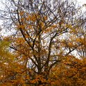 Pterocarya fraxinifolia automne